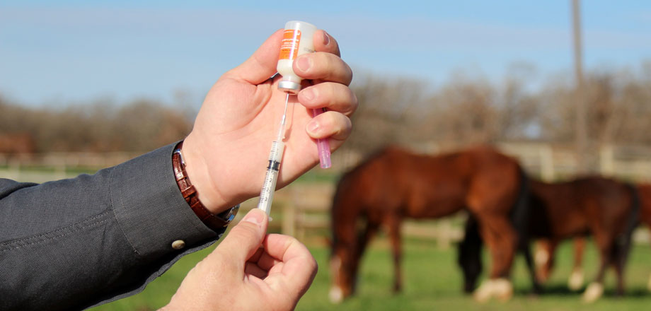 Horse Vaccinations